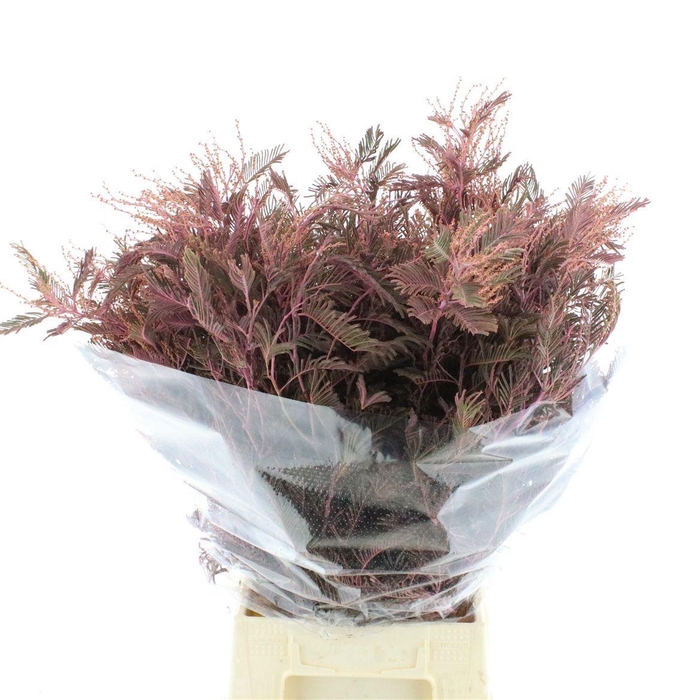 <h4>Acacia Bl Cl Lune Bs</h4>