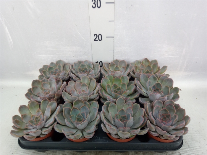 Echeveria   ...