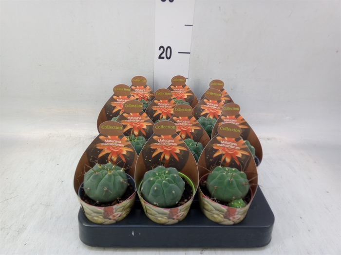 <h4>Cactus   ...</h4>