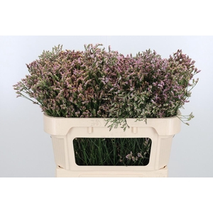 Limonium Crystal Pink