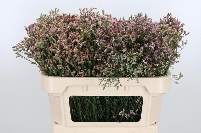 <h4>Limonium Crystal Pink</h4>