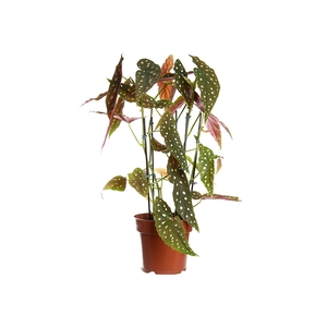 BEGONIA MACULATA P17 PO