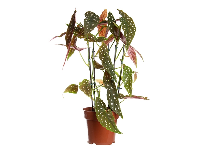 <h4>BEGONIA MACULATA P17 PO</h4>