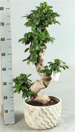 <h4>Fic Mi Ginseng</h4>