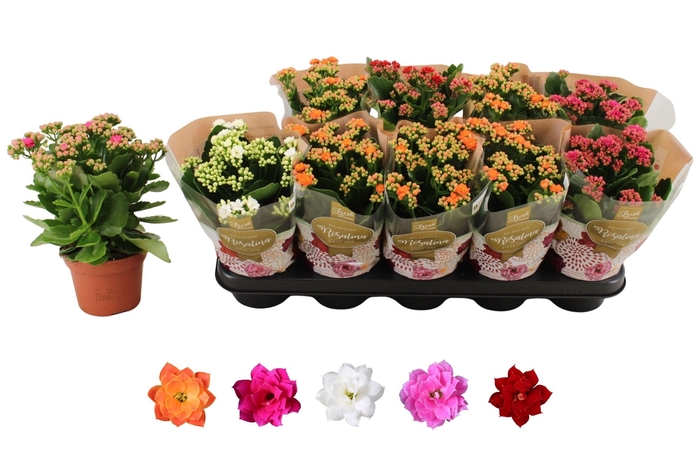 <h4>KAL GE RO GEM 5 KL</h4>