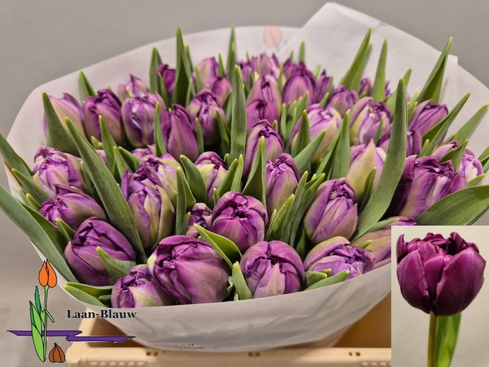 <h4>TU DU PYTHON</h4>