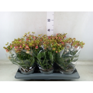 Kalanchoe   ...