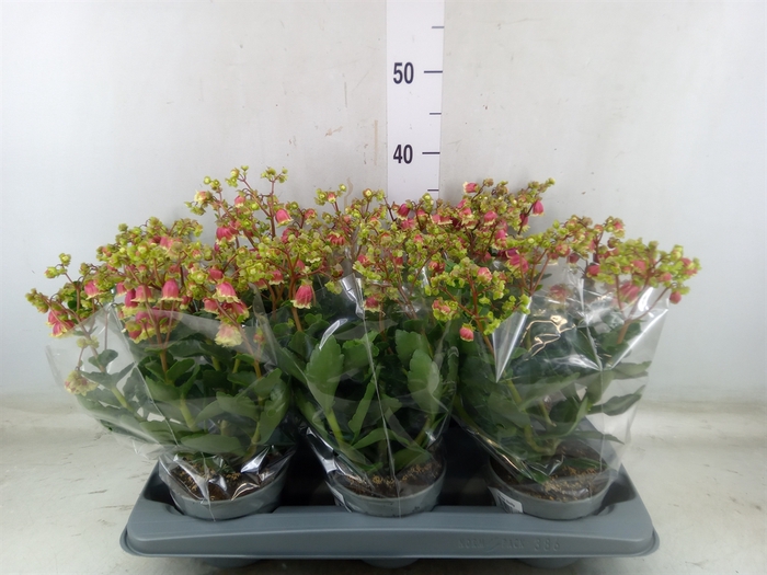 <h4>Kalanchoe   ...</h4>