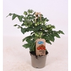 TOMATENPLANTEN