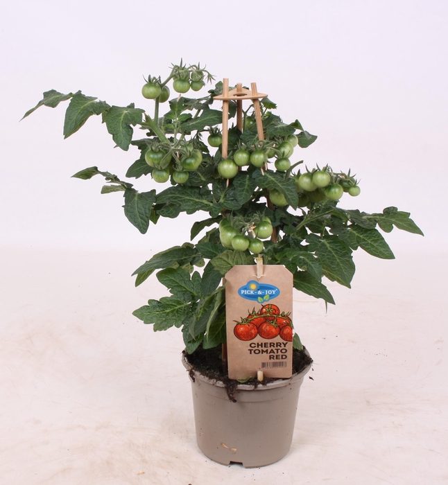 TOMATENPLANTEN