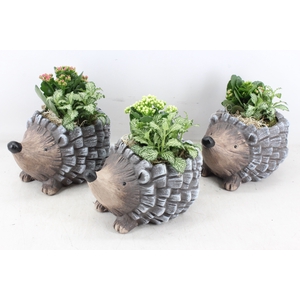 arr2 PL - Ker. egel indoor x3