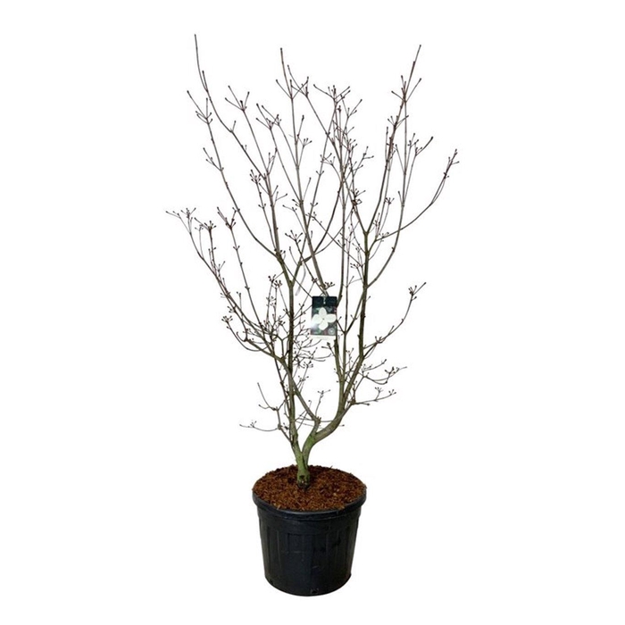 <h4>Cornus kousa 'Venus' ®</h4>