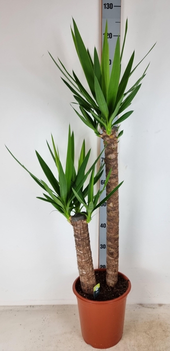 <h4>YUC ELEPHANTIPES</h4>