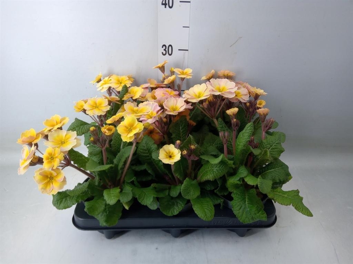 <h4>Primula elat.</h4>