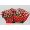 Hypericum Sweet Romance