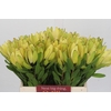 Leucadendron Goldstrike