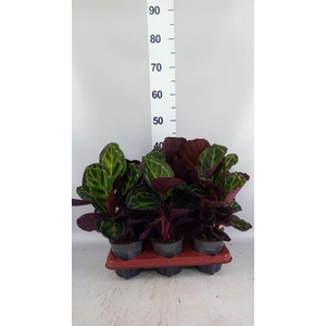 Calathea roseopicta var. illustris
