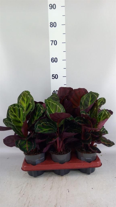 <h4>Calathea roseopicta var. illustris</h4>