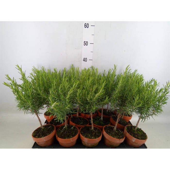 <h4>Rosmarinus offi.   ...</h4>