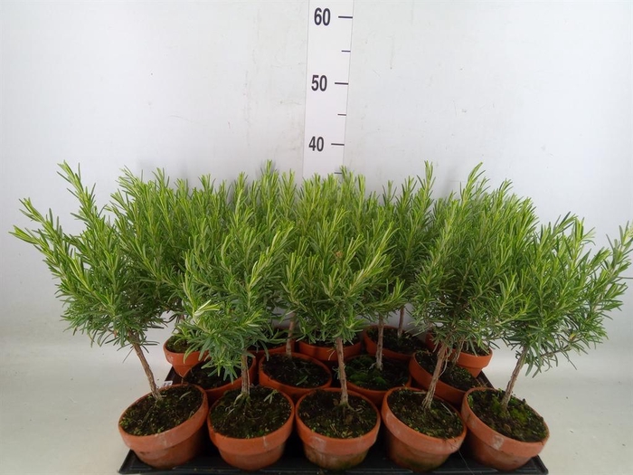 <h4>Rosmarinus offi.   ...</h4>