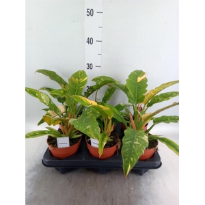 Philodendron   ...
