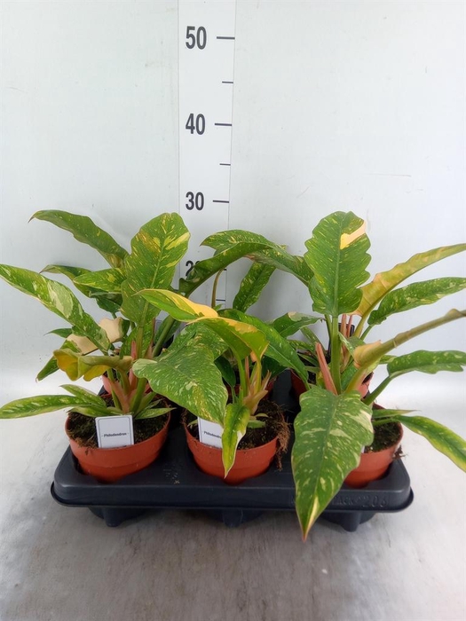 <h4>Philodendron ...</h4>