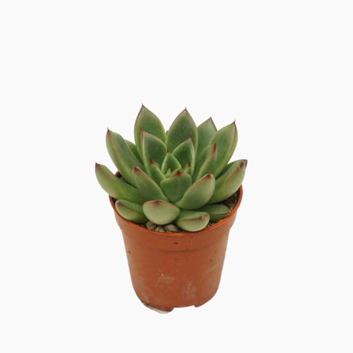 <h4>Echeveria agavoides</h4>