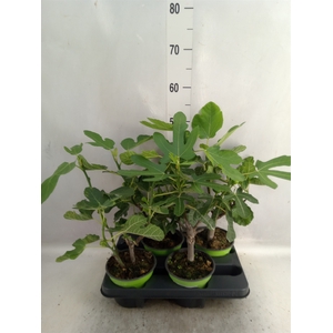 Ficus carica