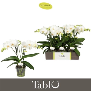 Phalaenopsis overig wit
