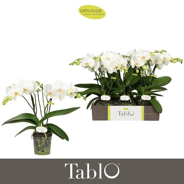 <h4>Phalaenopsis overig wit</h4>