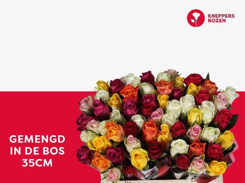 <h4>R GR GEM IN BOS</h4>