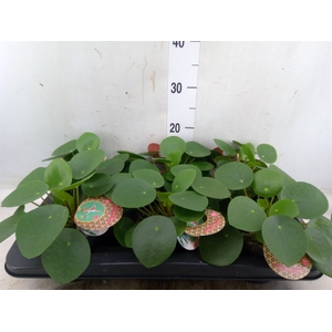 Pilea peperomoides