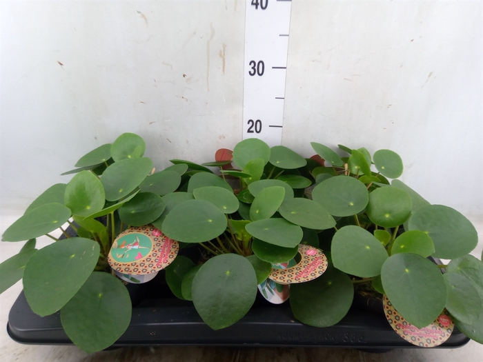 <h4>Pilea peperomoides</h4>