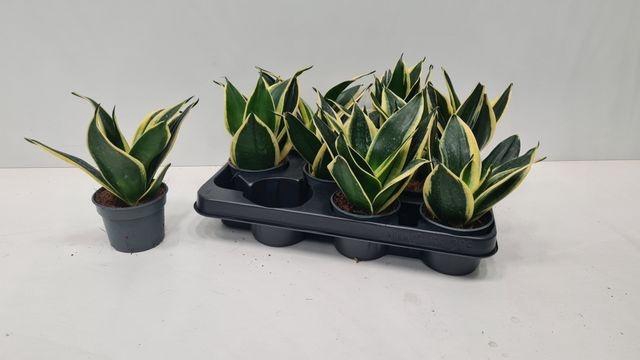 <h4>SANSEV HAHNII</h4>