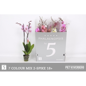 PHAL GEM 7 KL