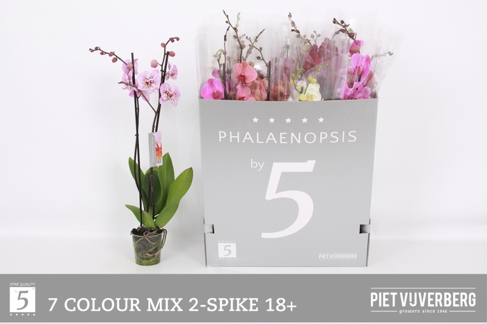 <h4>PHAL GEM 7 KL</h4>