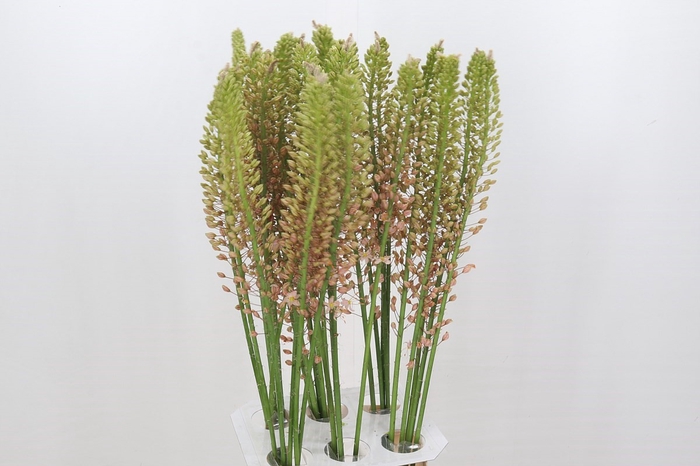 <h4>Eremurus Romance</h4>