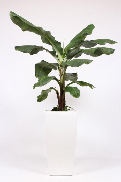 <h4>Musa in Piza pot "wit"</h4>