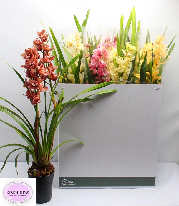 <h4>CYMB GEMENGD</h4>