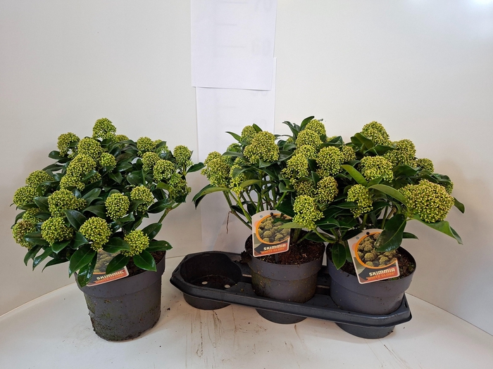 <h4>SKIM J WHITE GLOBE</h4>