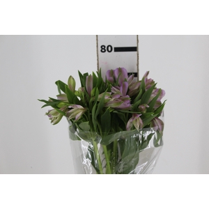 ALSTROEMERIA YAMUNA 070 CM