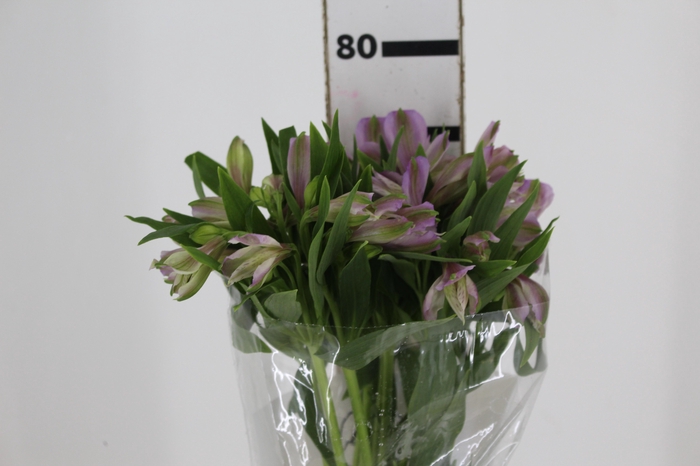 <h4>ALSTROEMERIA YAMUNA 070 CM</h4>