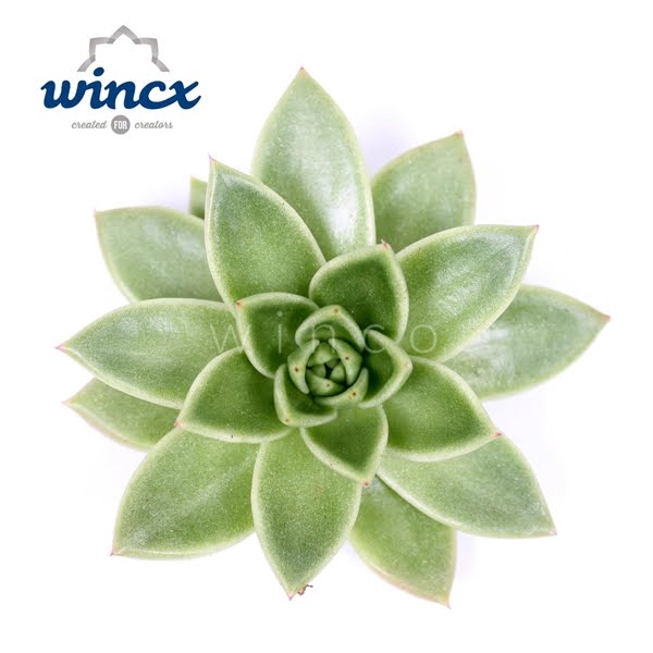 <h4>Echeveria Miranda Cutflower</h4>