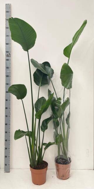 <h4>STRELITZIA NICOLAI</h4>