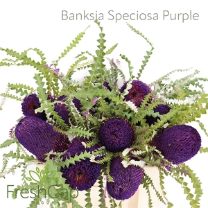 Banksia Speciosa Purple