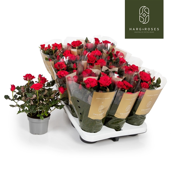 <h4>Rosa Kordana Grande Red Mercedes</h4>