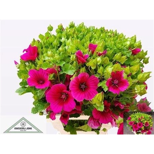 LAVATERA OV