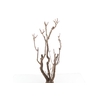 Syringa Branch Super Palange