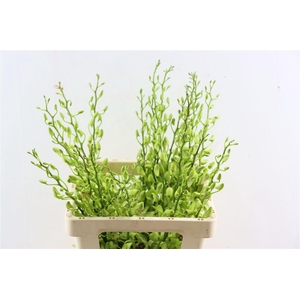 Dendro Burana Emerald