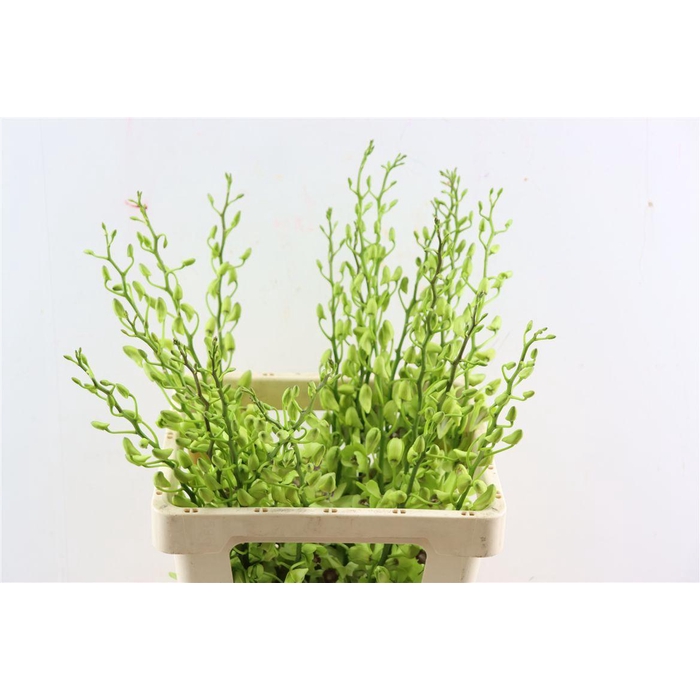 <h4>Dendro Burana Emerald</h4>